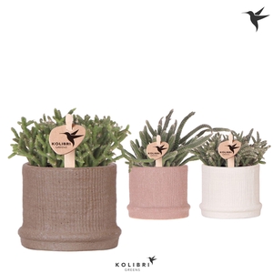 Kolibri Greens Rhipsalis mix in Bali pot mix