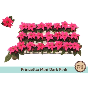 Euph. Princettia mini Dark Pink