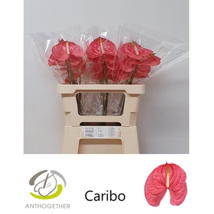 ANTH A CARIBO