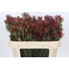Leucadendron Blush Spray
