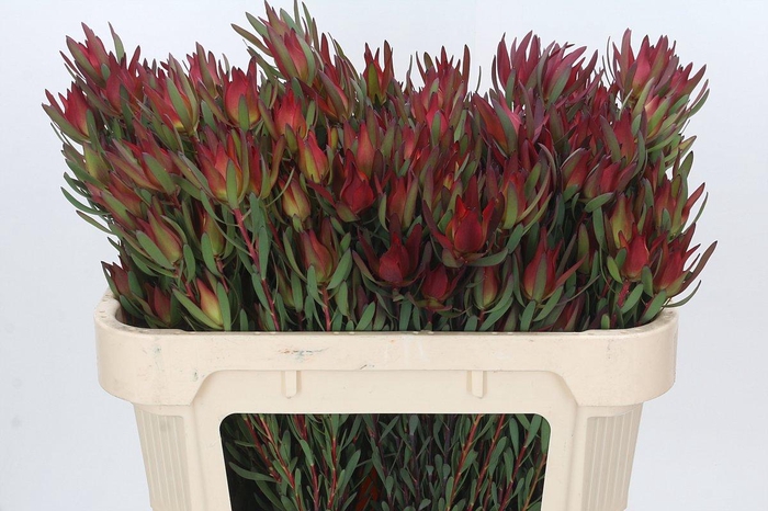 Leucadendron Blush Spray