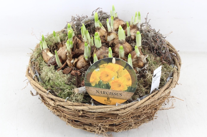 <h4>arr4 Narcis PL - Mand rond XL naturel</h4>