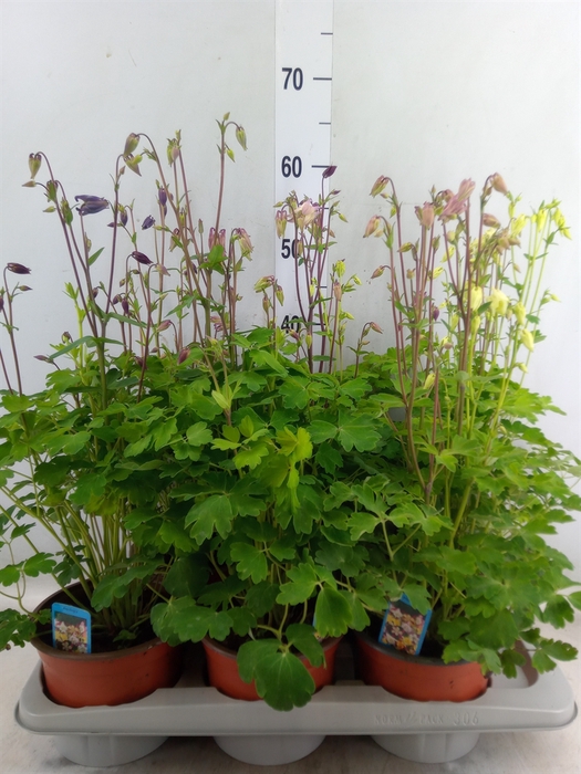 <h4>Aquilegia  'Biedermeier'</h4>