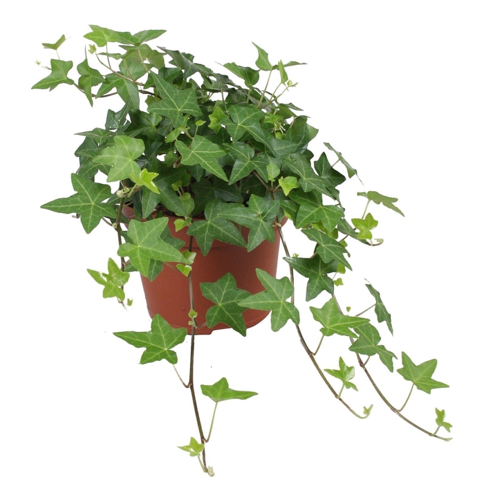<h4>Hedera   ...green leafed</h4>