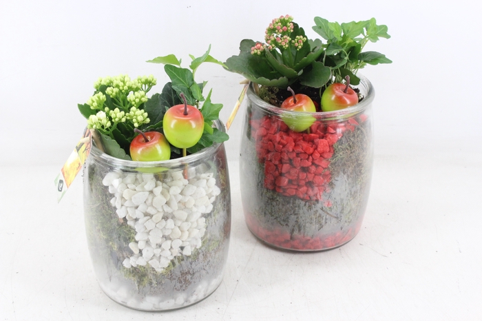<h4>arr2 JS - Glas pot dik x3 - rood/wit</h4>