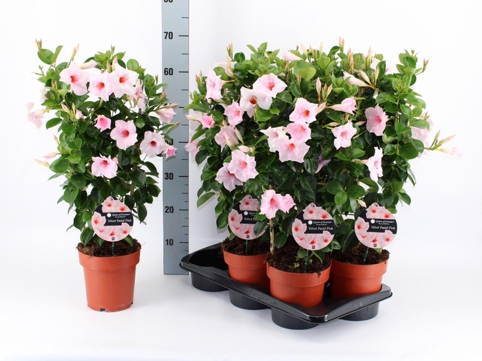 Mande Qos Vel Pas Pi