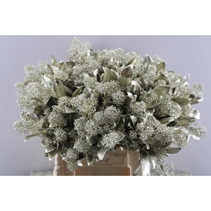 Skimmia Kl Platina + Gliiter