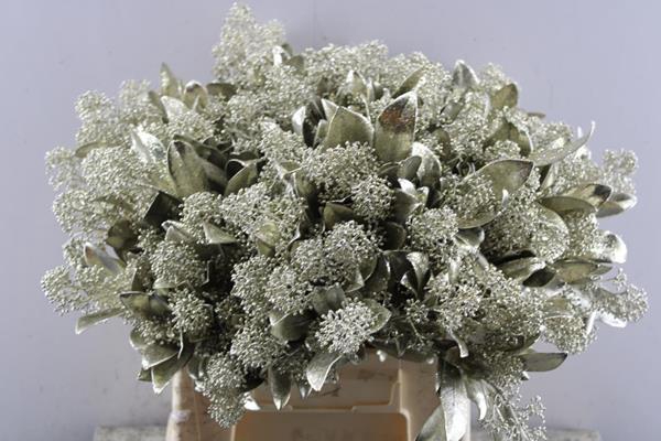 <h4>Skimmia Kl Platina + Gliiter</h4>