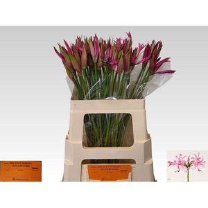 NERINE BOWDENII 'FAVOURITE'