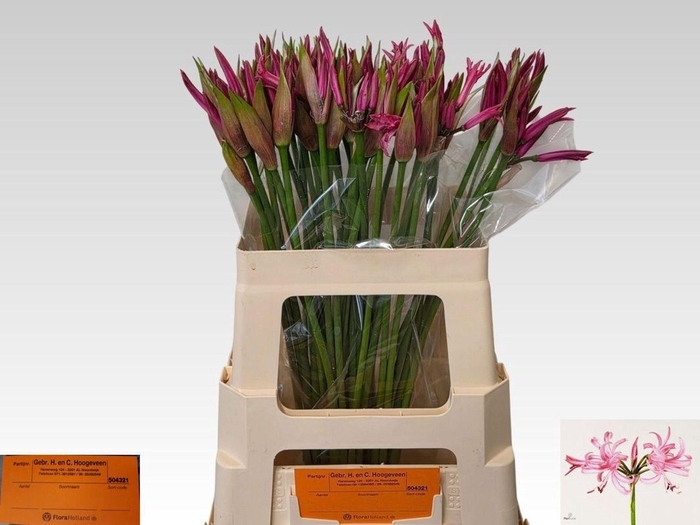 <h4>NERINE BOWDENII 'FAVOURITE'</h4>