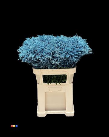 <h4>Solidago Metallic Blue</h4>