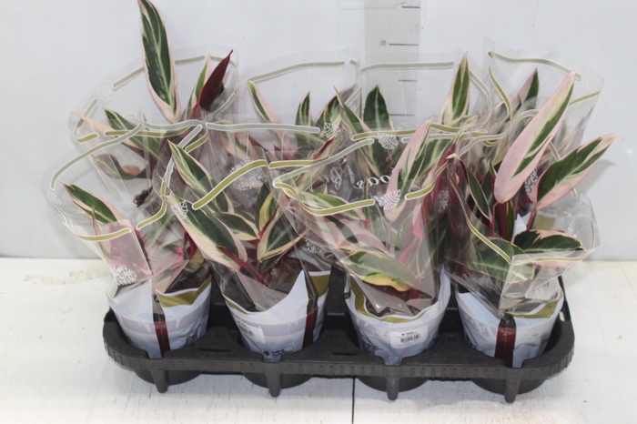 <h4>CALATHEA TRIALSTAR P12</h4>