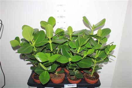 <h4>Clu Ro Princess</h4>