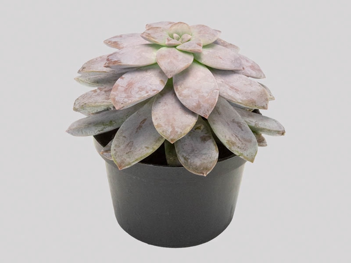 <h4>ECHEVERIA SUPERBUM P11</h4>