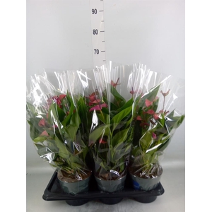 Anthurium andr. 'Pure Purple'