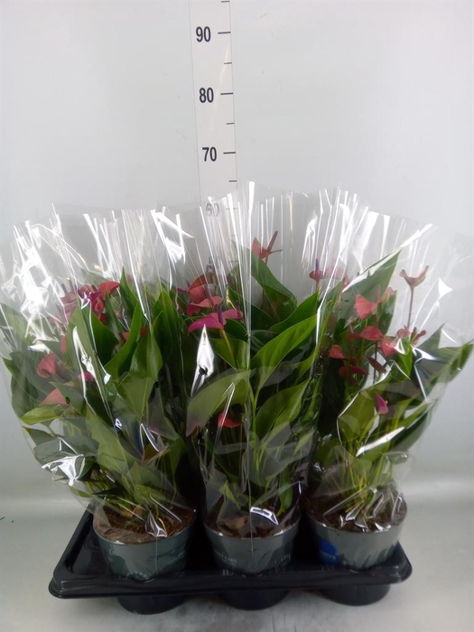 <h4>Anthurium andr. 'Pure Purple'</h4>