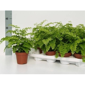 Adiantum raddianum Fragrans 12Ø 30cm