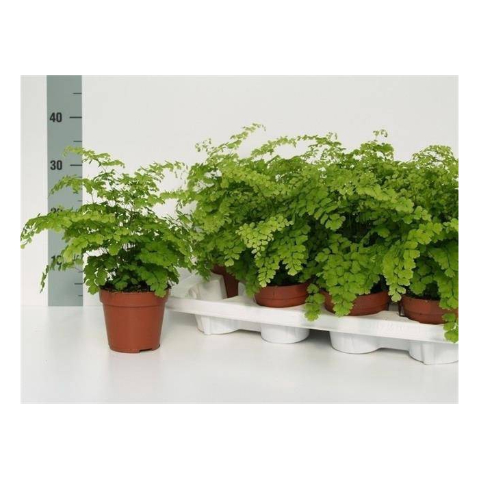 <h4>Adiantum raddianum Fragrans 12Ø 30cm</h4>