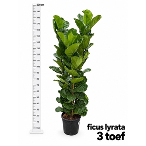 FICUS LYRATA