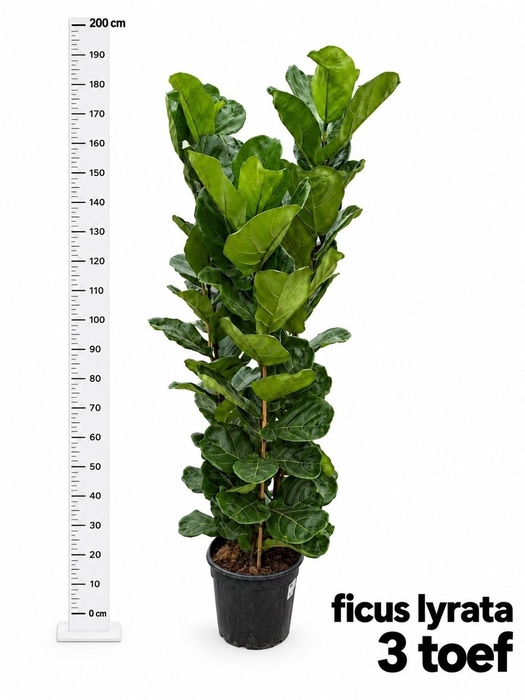 <h4>FICUS LYRATA</h4>