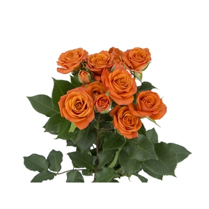 ROSA SPRAY BABE 030 CM
