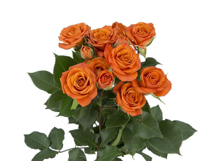 <h4>ROSA SPRAY BABE 030 CM</h4>