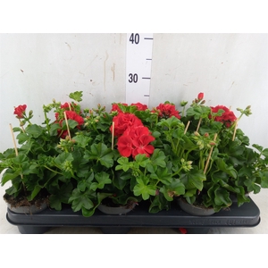 Pelargonium pelt.   ...