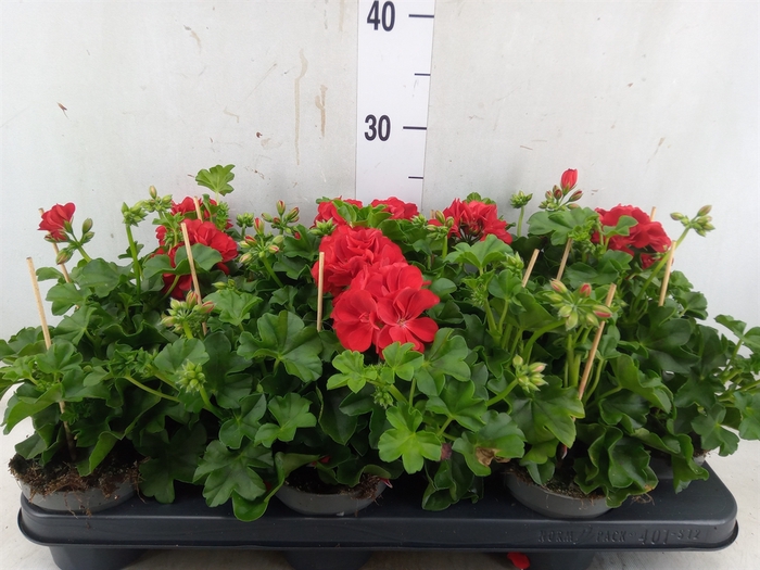 <h4>Pelargonium pelt.   ...</h4>