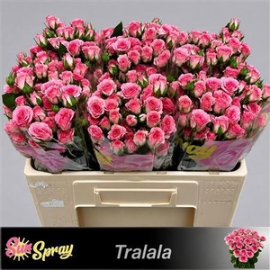 R Tr Tralala
