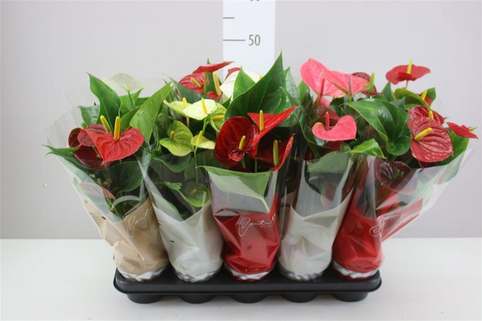 <h4>Anth An Gemengd</h4>