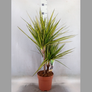 Dracaena marg. 'Sunray'