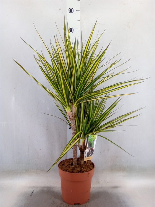<h4>Dracaena marg. 'Sunray'</h4>