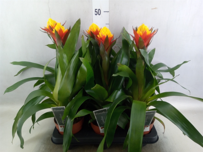 <h4>Guzmania   ...</h4>