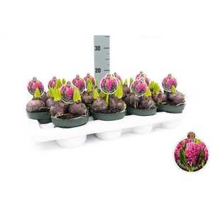 Hyacint Pink Pearl