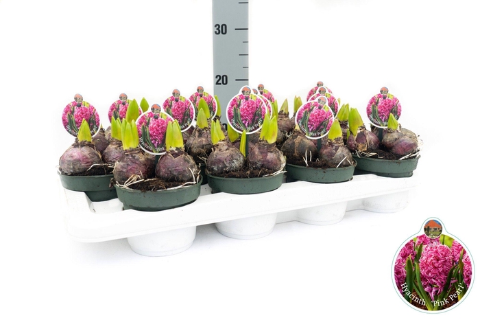 <h4>Hyacint Pink Pearl</h4>