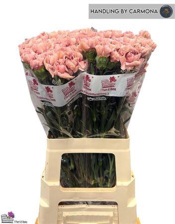 <h4>Di St Happy Chery</h4>