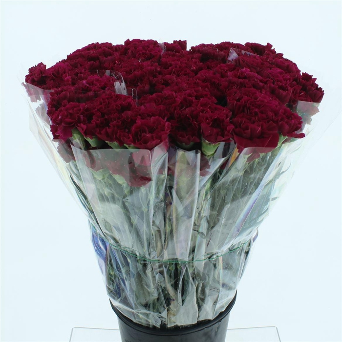 <h4>Di St Elka Violet</h4>