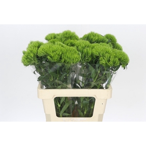 Dianthus Br Kiwi Mellow