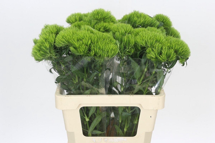 <h4>Dianthus Br Kiwi Mellow</h4>