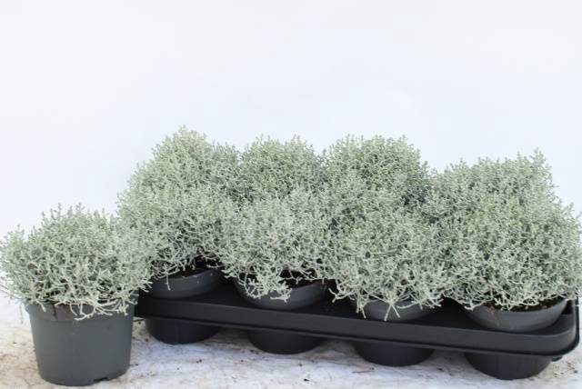 <h4>LEUCOPH BROWNII</h4>