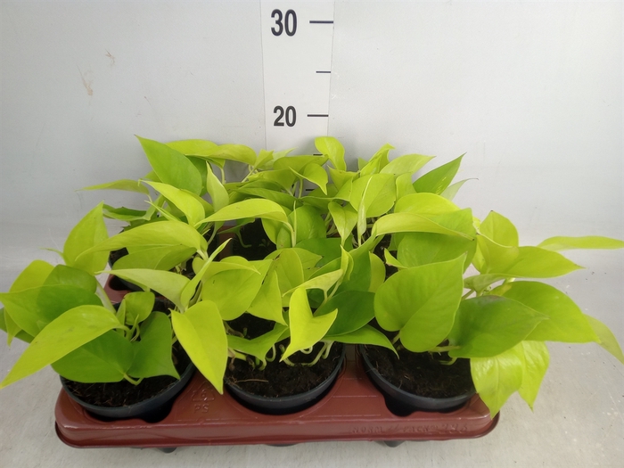 <h4>Epipremnum pinn. 'Golden Pothos'</h4>