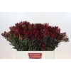 Leucadendron Blush