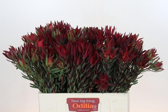 Leucadendron Blush