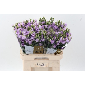 Eus E Picco Lavender