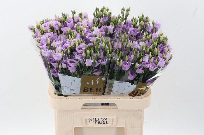 <h4>Eus E Picco Lavender</h4>