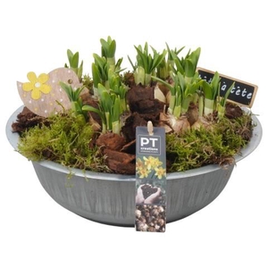 PTN8599 Arrangement Narcissus in zink schaal