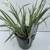 Carex 'Bunny Blue' P17 (2ltr)