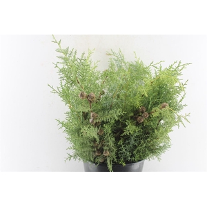 Cypres Arizonica Blue