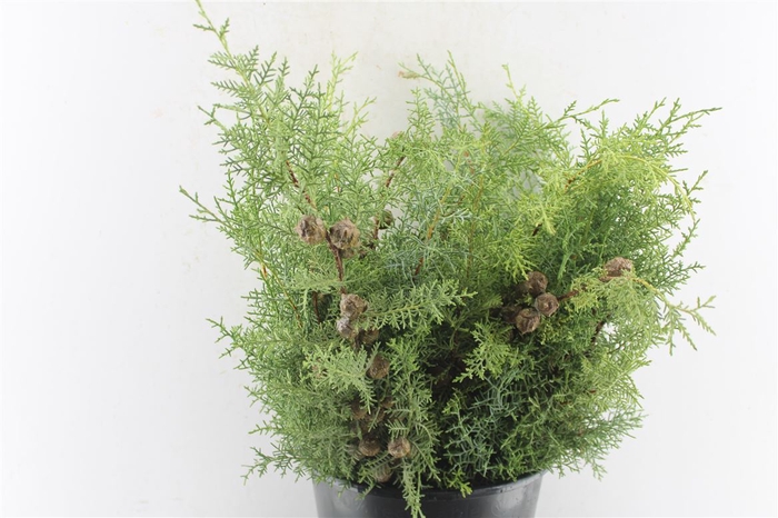 <h4>Cypres Arizonica Blue</h4>