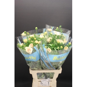 Ran Butterfly Keramos 70cm